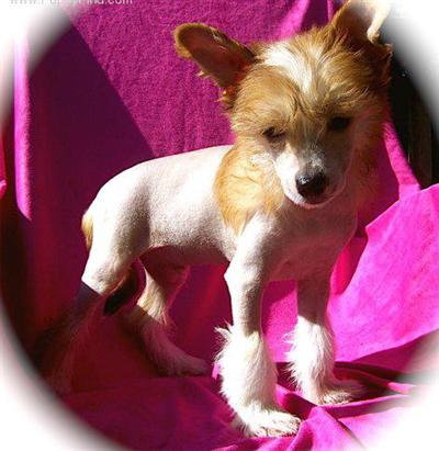 AKC Exceptional Sable hhl male Pheonix