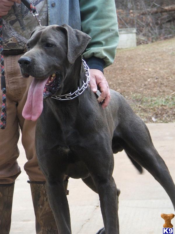 JANGO