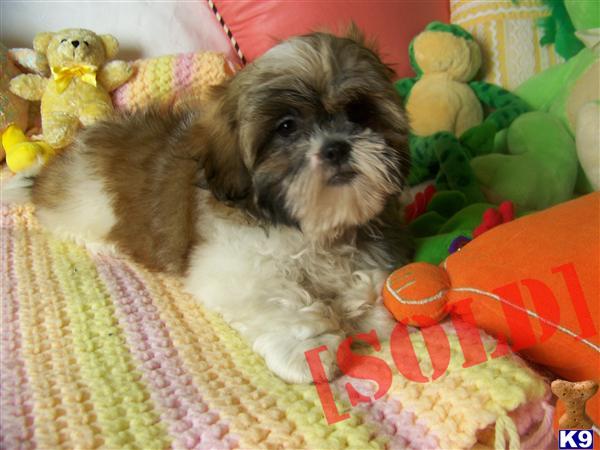 Shih Tzu female puppy