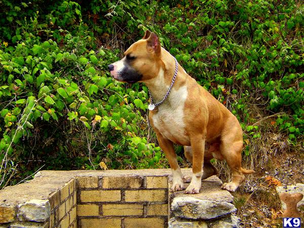Easy Life Kennels  Ablepaws Blaze