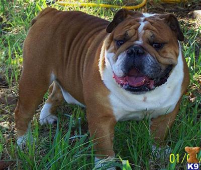 AKC, outstanding English  Bulldogs puppies 
