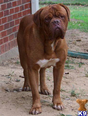 Majestics Remington