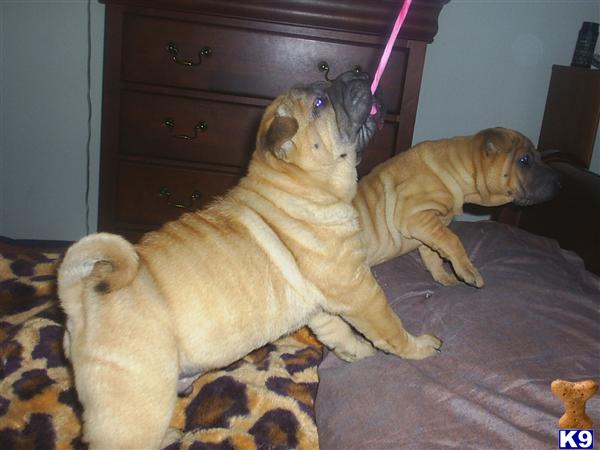 AKC SHARPEI 