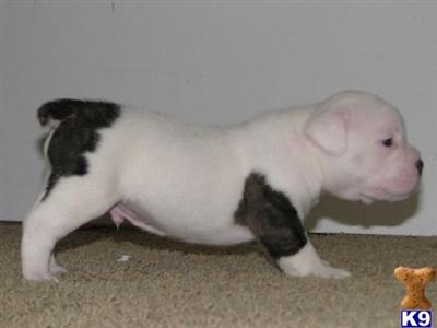 OEB Puppies born 9-9-09