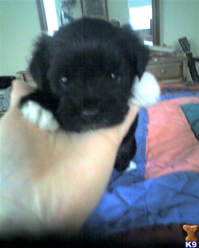 AKC  APRI registered Miniature Schnauzers for sale