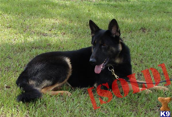AKC German Shepherd KIller