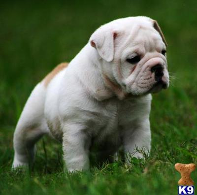 AKC English Bulldog Puppies For Sale