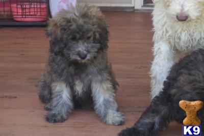 miniature poodle puppies