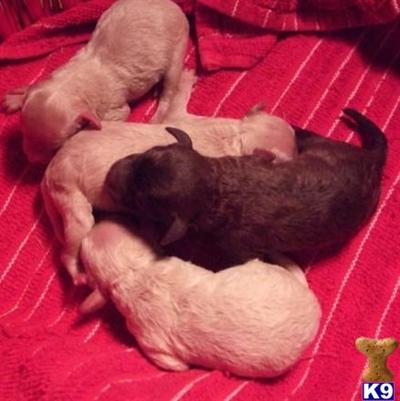 miniature poodle puppies