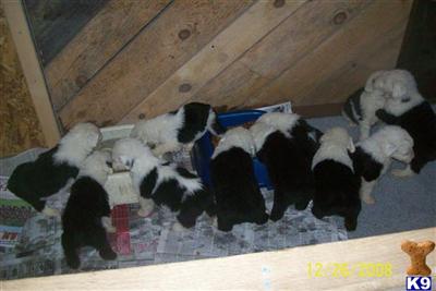 OES Pups