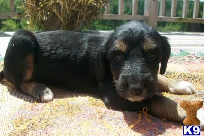 Afghan Hound Pups available
