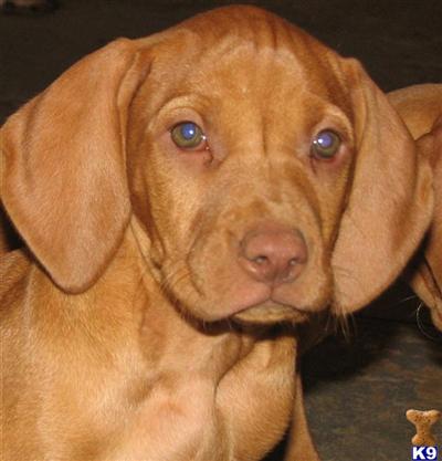 AKC Quality Vizsla Pups Available