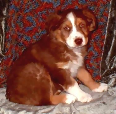 AUSTRALIAN SHEPHERD PUPPIES