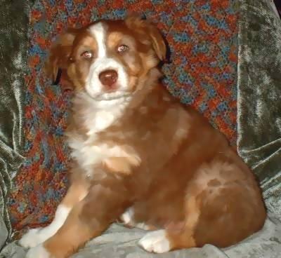 AUSTRALIAN SHEPHERD PUPPIES