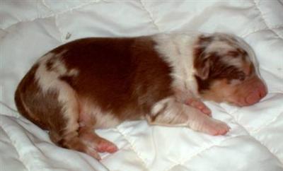 AUSTRALIAN SHEPHERD PUPPIES