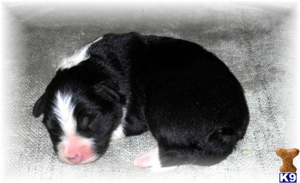 QUALITY AUSTRALIAN SHEPHERD PUPS 