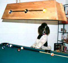 Standard  Poodles Parti Boys