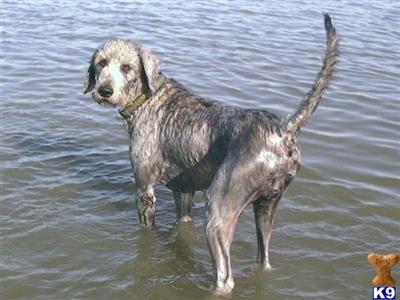 F1B RARE Silver/ Brindle
