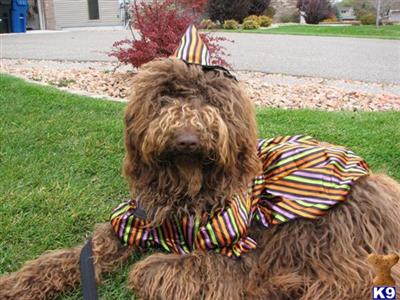 Labradoodles F1B Partis, F1s and Double Doodles 