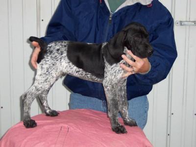 UPDATE Liver and White GSP Male pup