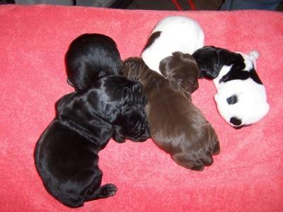 Christmas puppies