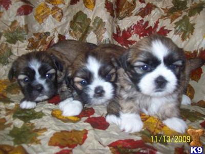 CHRISTMAS SHIH TZU PUPPIES