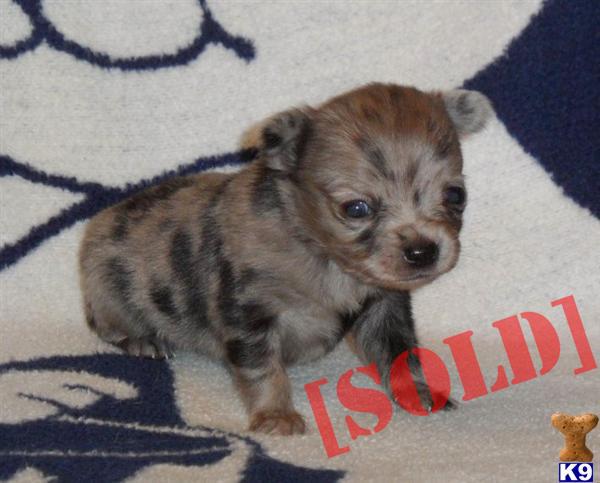 Precious tiny long coat merle Chihuahua baby girl