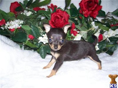 Chihuahua Express