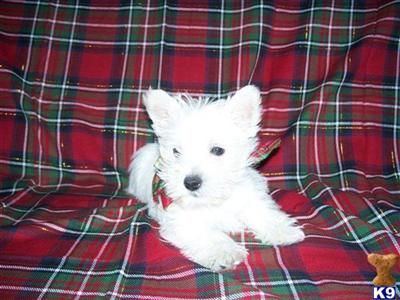 AKC  and CKC Registered West Highland Terriers Westies