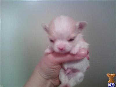 Chihuahua Express--AKC Male Long Coat--Champion Pedigree