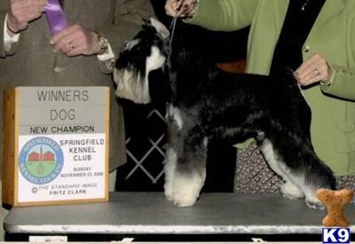 Champion stud service available - Please do not contact me if you are looking to breed your pet. 