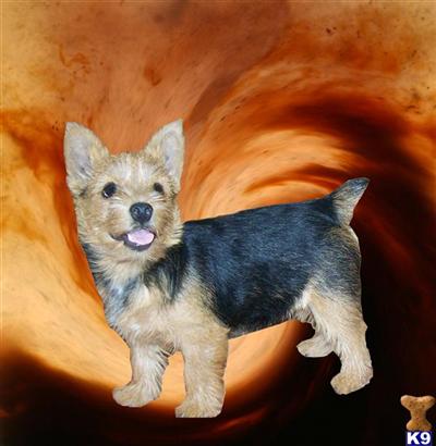 AKC Champion sired Norwich, taking names for pets. Raised in our home, house/crate training started, well socialized