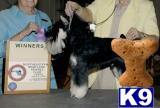 AKC CHampion sired pups - I take the headach out of getting a new pup