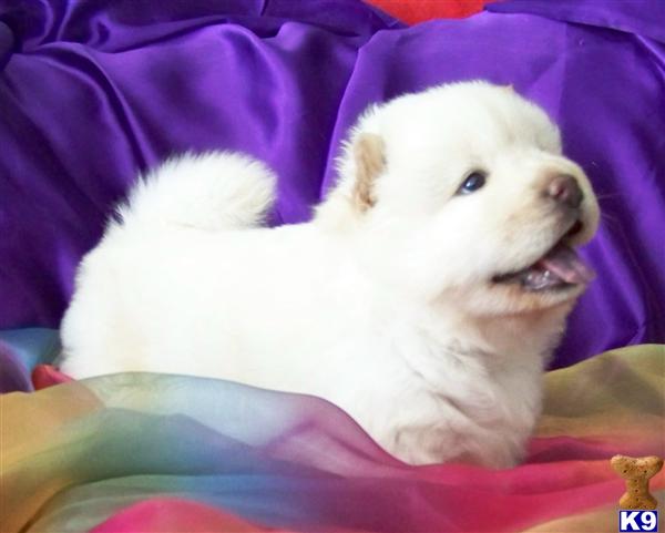 Gorgeous cream chow chows