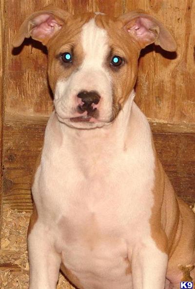 FALIN/RE/WILDSIDE/MTN.MAN UKC PUPPIES