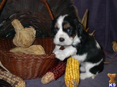 Tri Male Cavalier 