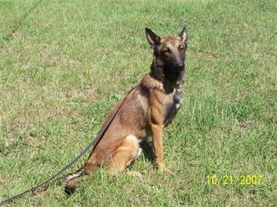 akc trained