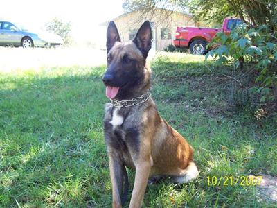 akc trained