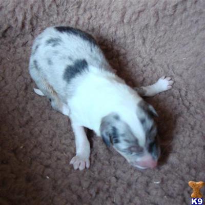 AKC Non-Carrier Collie Pups