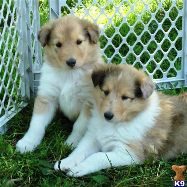 AKC Non-Carrier Collie Pups