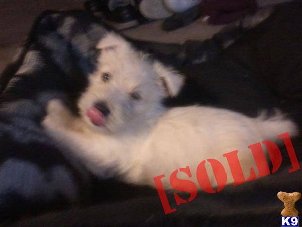Wescot Dog Puppies Wescot Dog Puppies