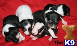 Decker Rat Terriers