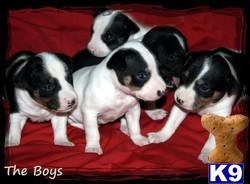 Decker Rat Terriers