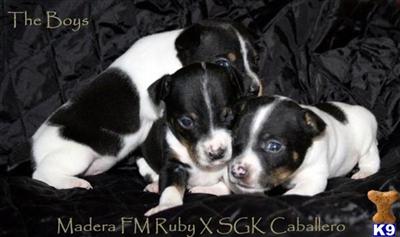 Decker Rat Terriers
