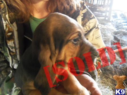 bloodhound puppies for sale in pa document moved bloodhound puppies for sale in pa document moved