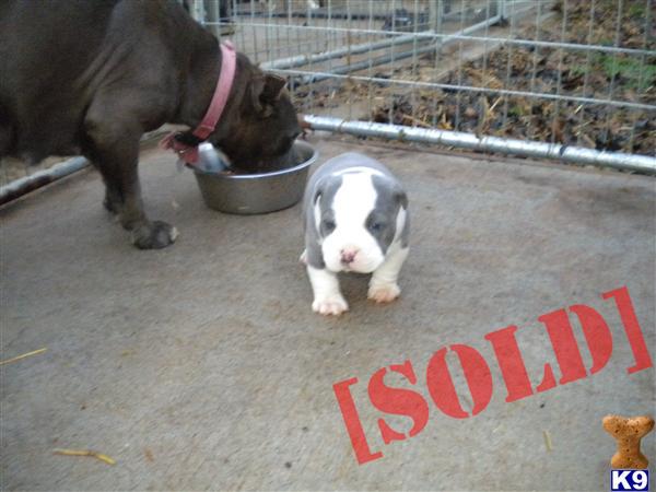 Razor Edge puppies