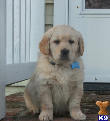 Golden Retriever Pups