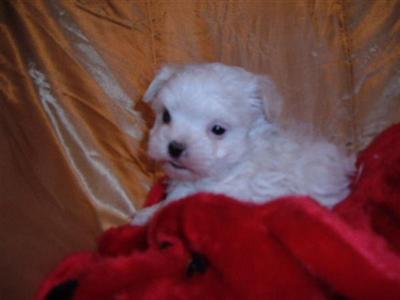 Tiny Maltipoos Puppys for sale