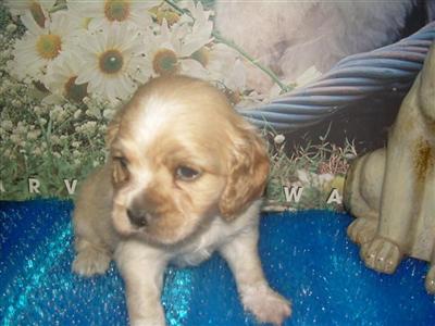 Cockapoo Puppys 
