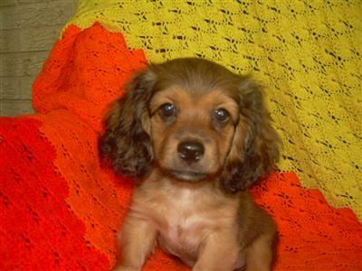 Very Cute little Cocapoo Mix